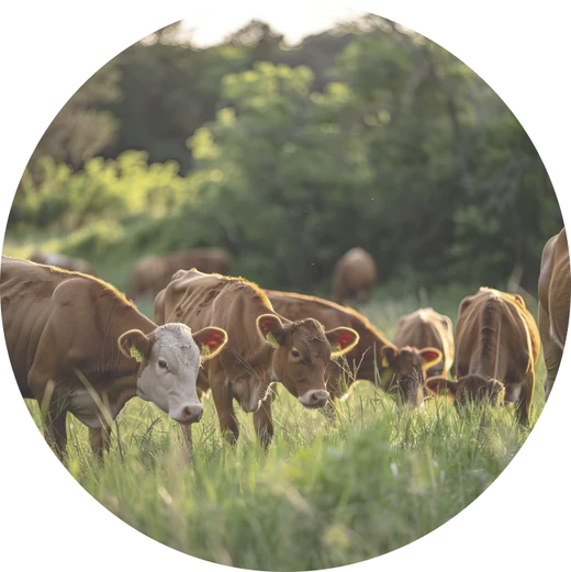 Cattle grazing on a Greenfields farm